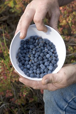 blueberries-picture_w483_h725.jpg