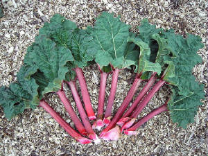 rhubarb.jpg