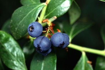 blueberry-close-up_w725_h488.jpg